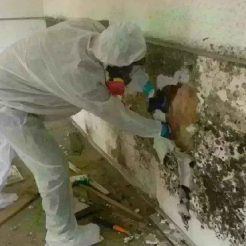 Mold Remediation and Removal in Hill City, KS